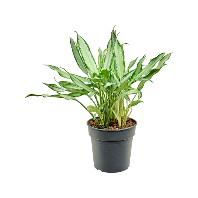 Aglaonema white lance, kantoorplanten top 10