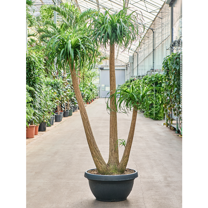 Beaucarnea recurvata