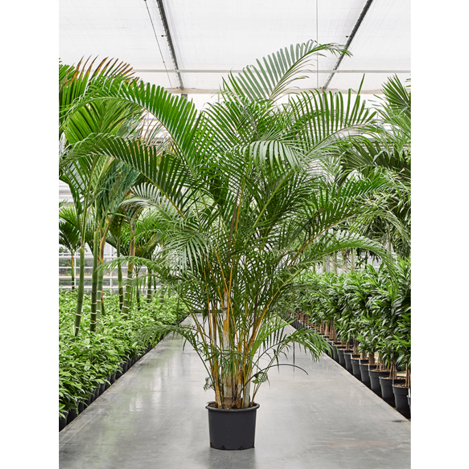 Areca