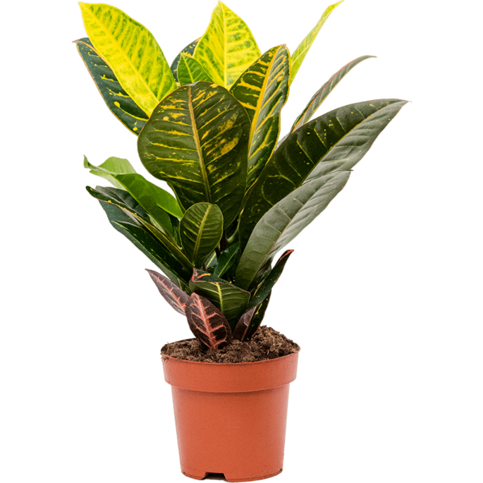 Croton petra