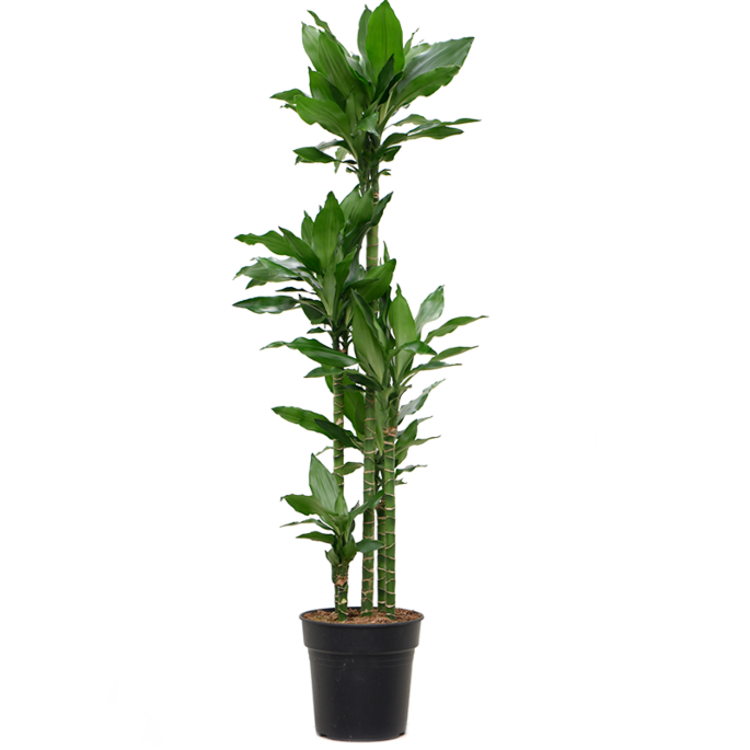 Dracaena fragrans 'Burundii'