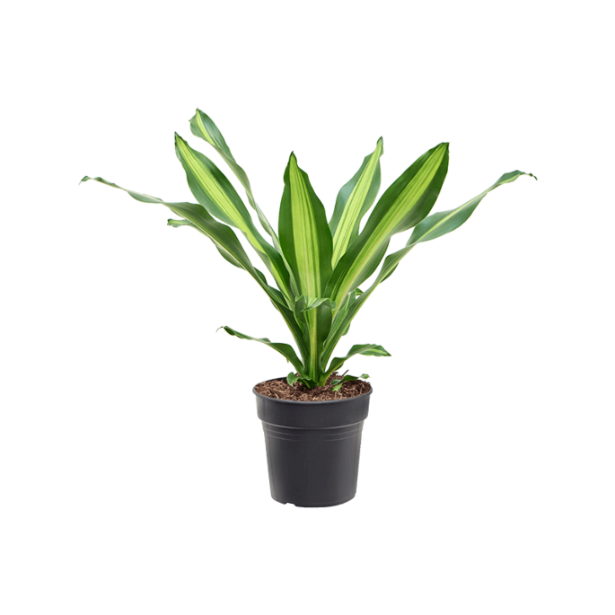 Dracaena fragrans 'Burley'