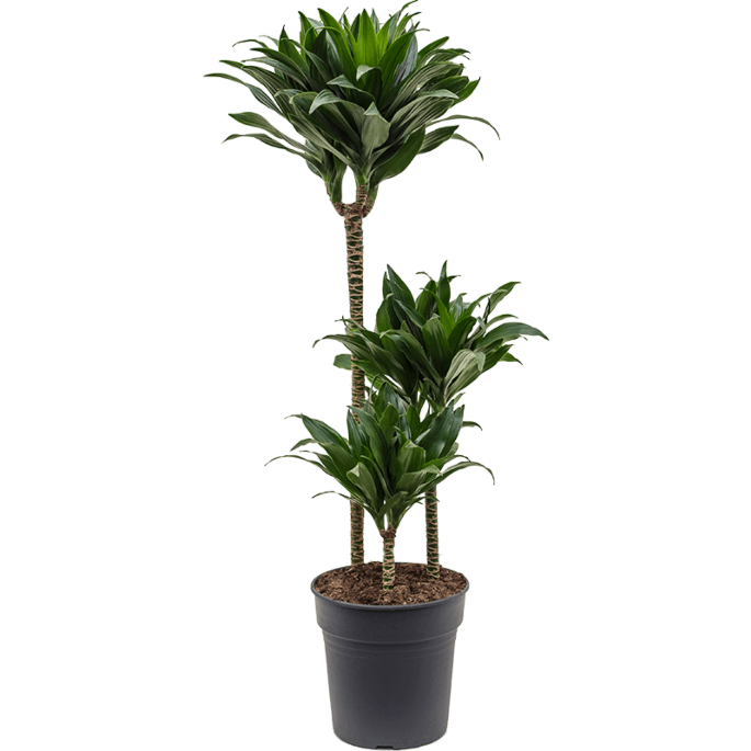 Dracaena fragrans compacta, drakenbloed voor kantoor