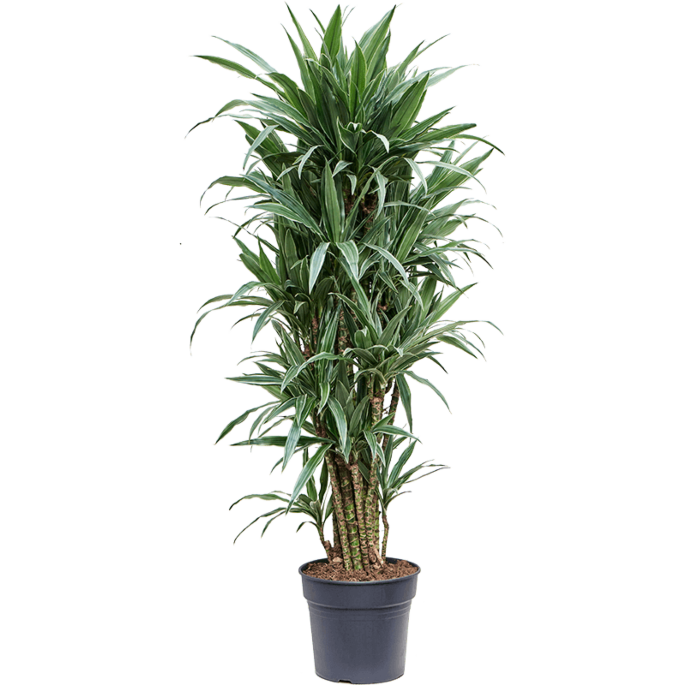 Dracaena deremensis 'Warneckei'