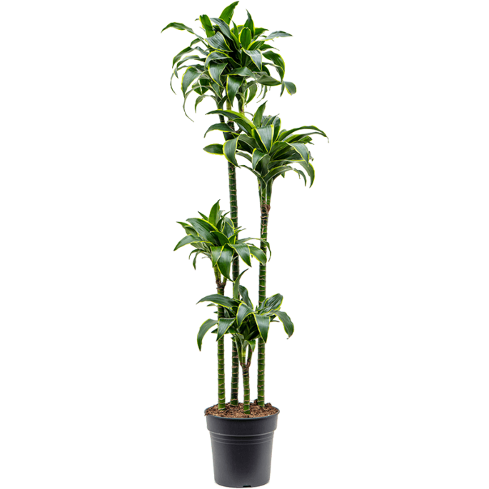 Dracaena fragrans dorado grote kantoorplant