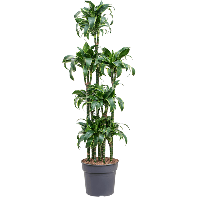 Dracaena fragrans dorado grote kantoorplant