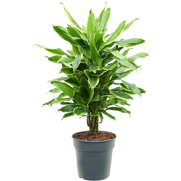 Dracaena fragrans 'Golden Coast'