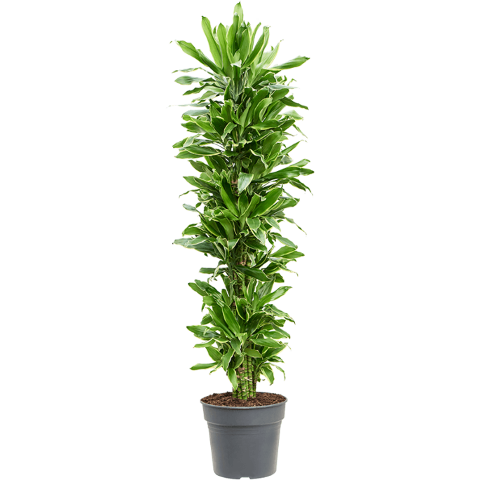 Dracaena fragrans 'Golden Coast'