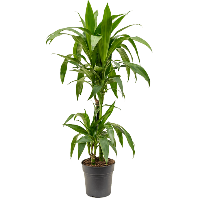Dracaena fragrans 'Janet Craig'