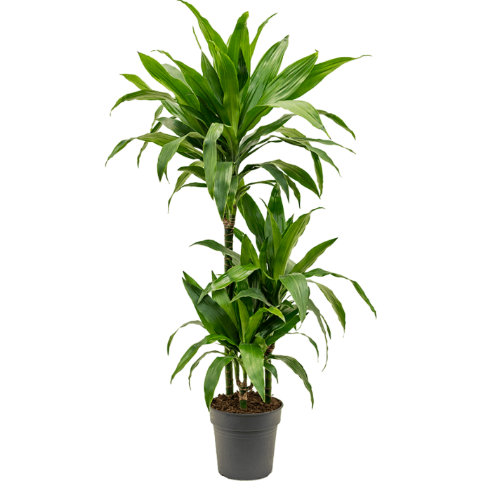 Dracaena fragrans 'Janet Craig'