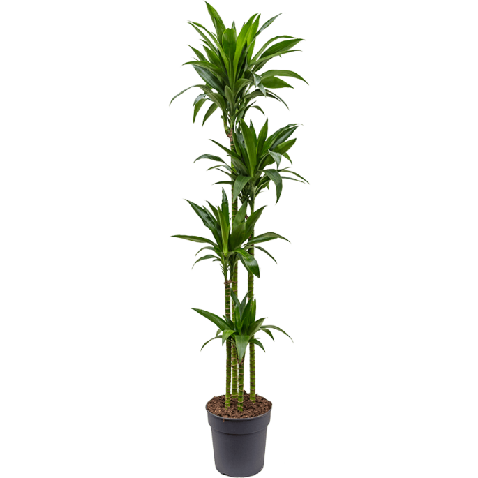 Dracaena fragrans 'Janet Craig'