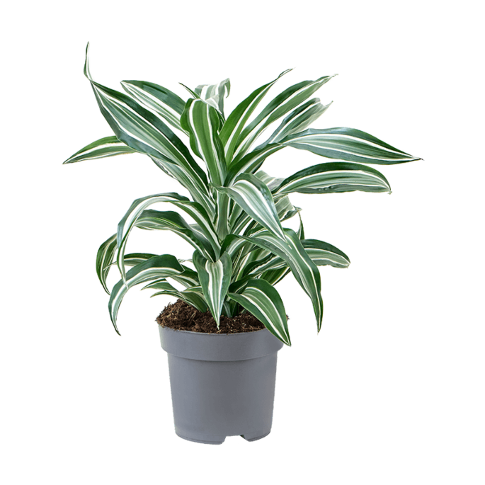 Dracaena fragrans 'Jade Jewel'