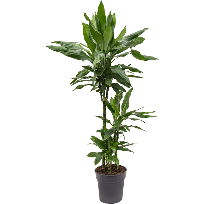 Dracaena fragrans 'Janet Lind'