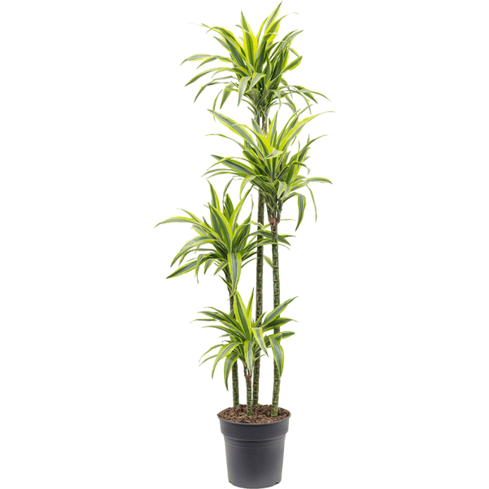 Dracaena fragrans 'Lemon Lime'