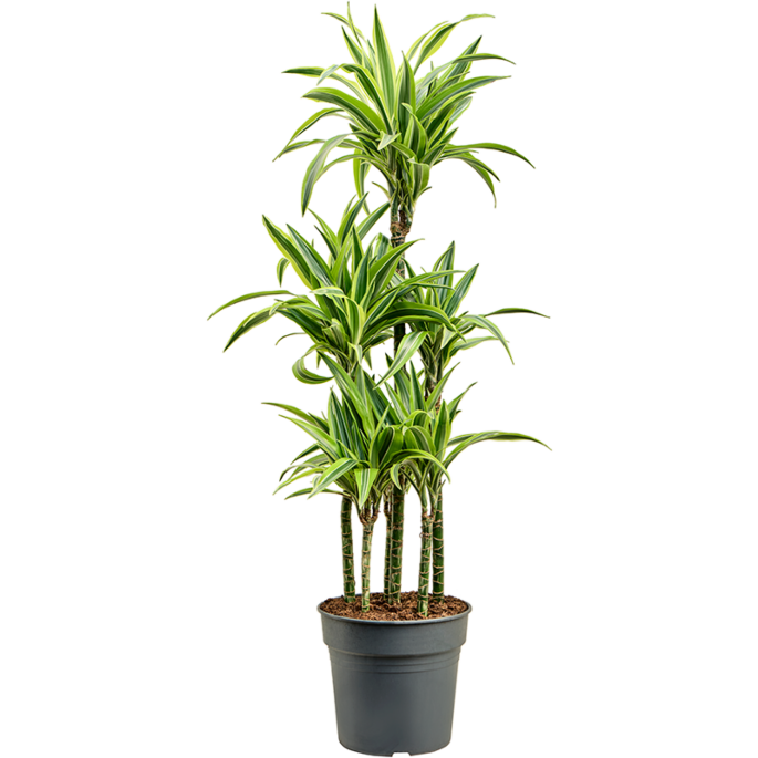 Dracaena fragrans 'Lemon Lime'