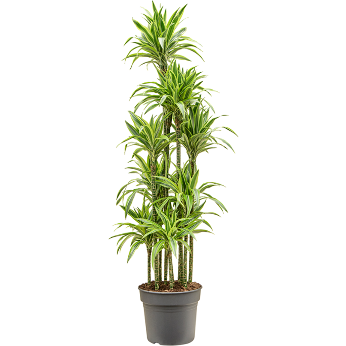 Dracaena fragrans 'Lemon Lime'