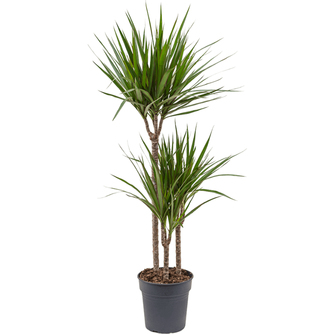 Dracaena marginata