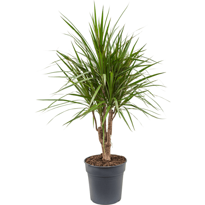 Dracaena marginata