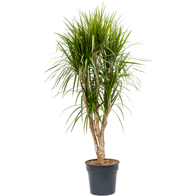 Dracaena marginata, kantoorplant op stam