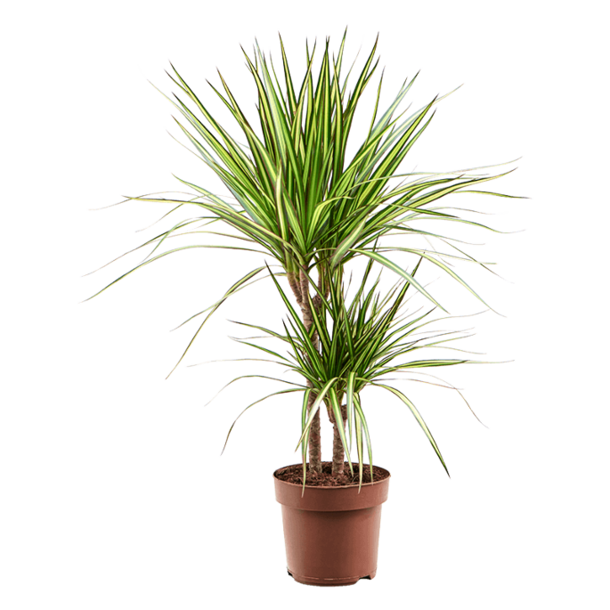 Dracaena marginata 'Sunray'