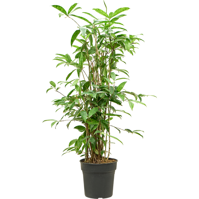 Dracaena surculosa (90-120)
