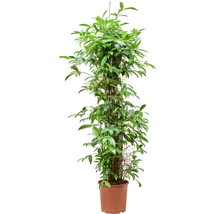 Dracaena surculosa