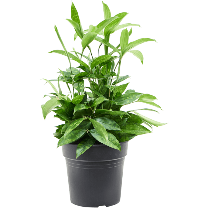 Dracaena surculosa