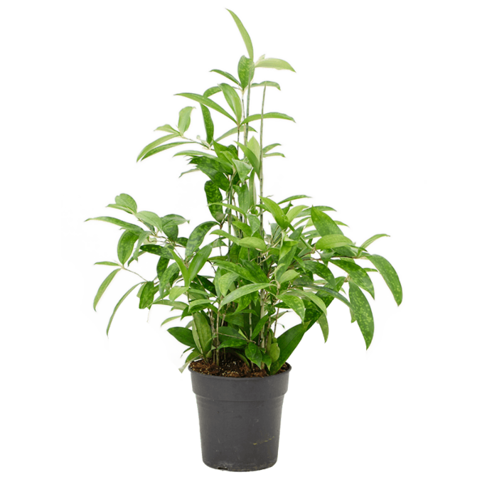 Dracaena surculosa