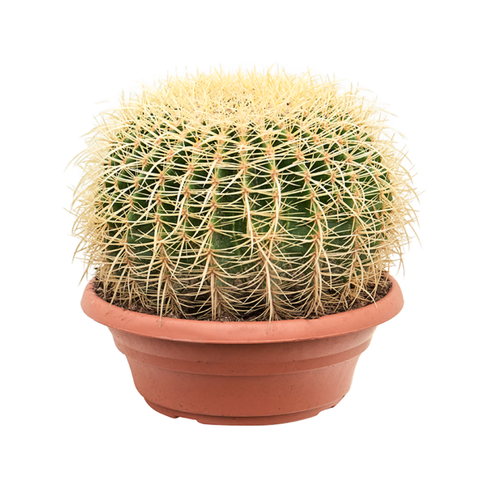 Echinocactus grusonii