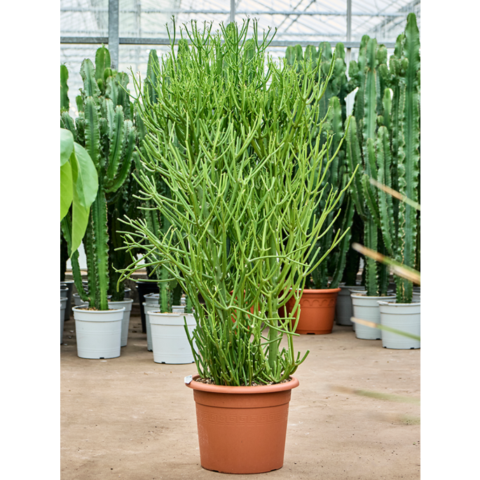 Euphorbia tirucalli