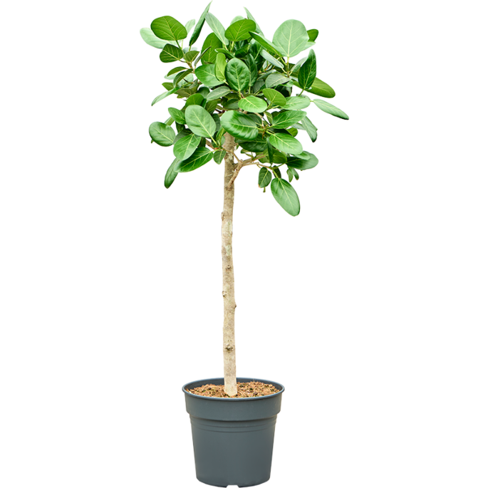 Ficus benghalensis 'Audrey'
