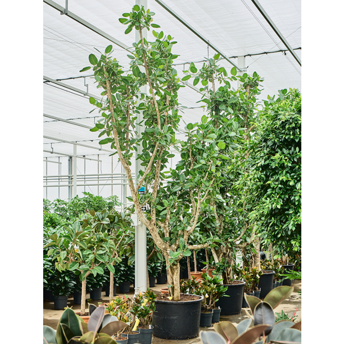 Ficus benghalensis, boom voor kantoor met veel licht