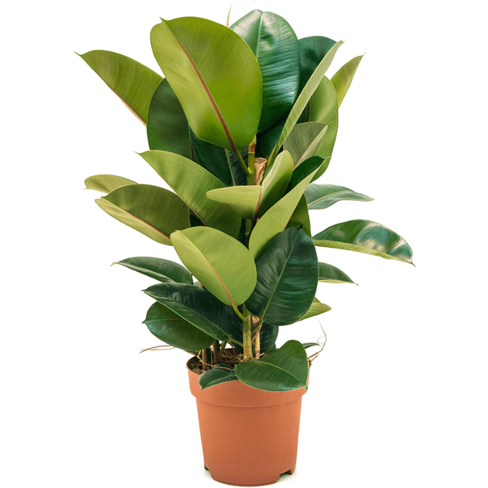 Ficus elastica robusta rubberplant voor kantoor