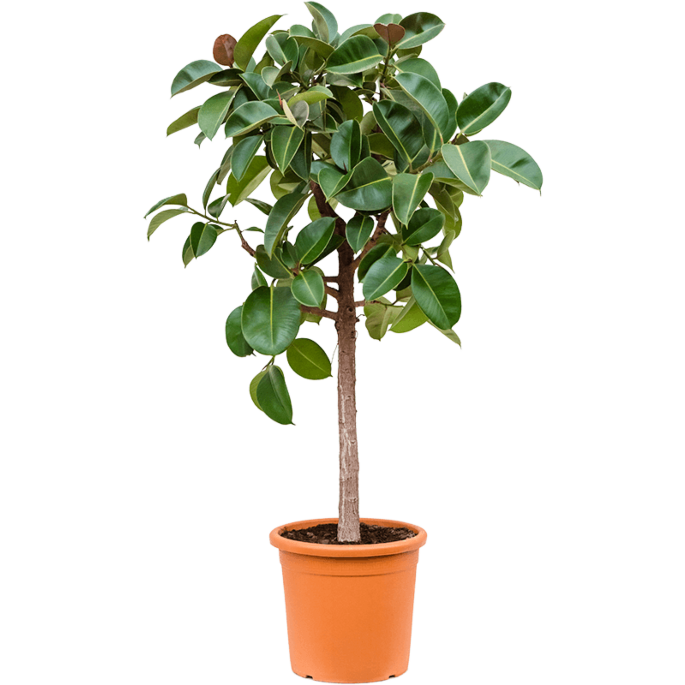 Ficus elastica 'Robusta'