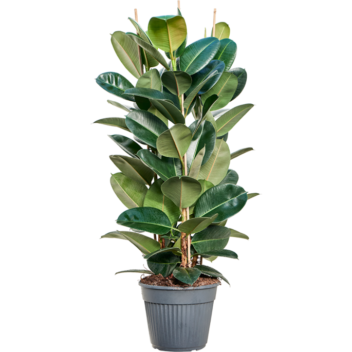 Ficus elastica robusta rubberplant voor kantoor