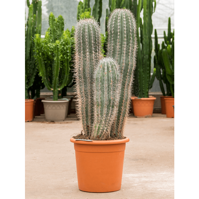 Pachycereus pringlei