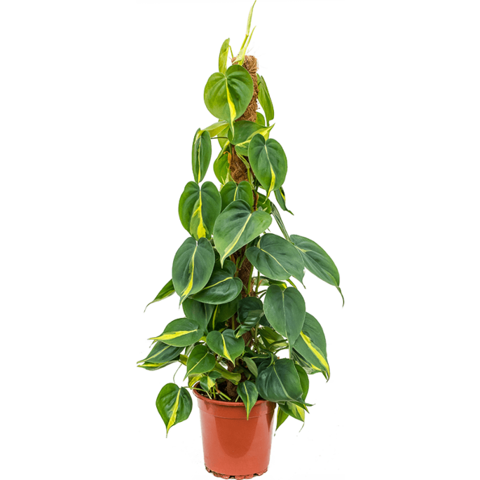 Philodendron scandens 'Brasil'