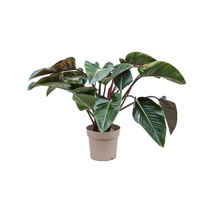 philodendron paars blad