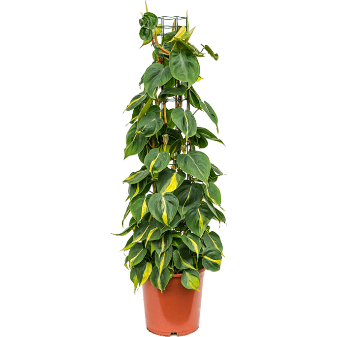 Philodendron scandens 'Brasil'