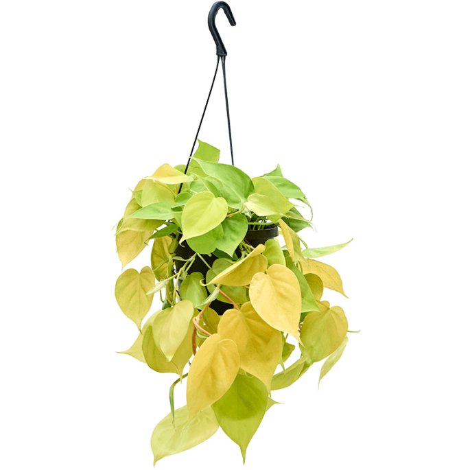 Philodendron scandens 'Lemon Lime'