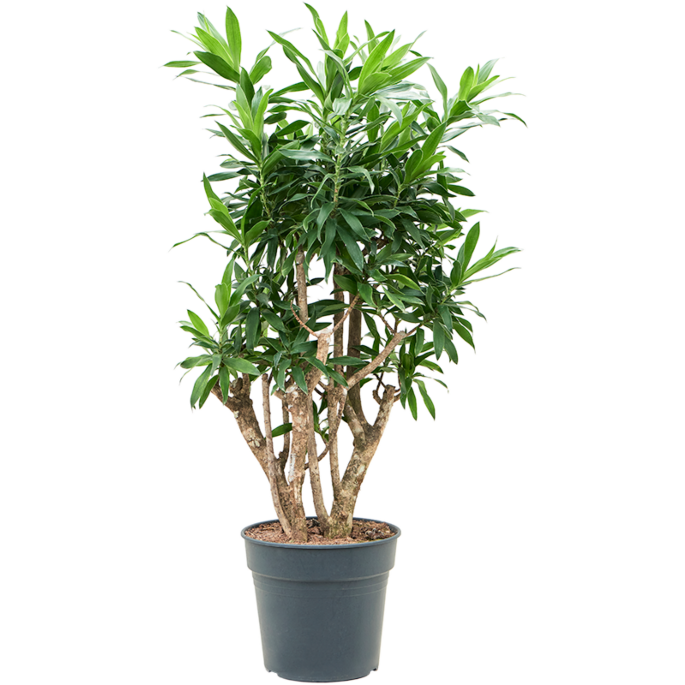 Dracaena reflexa