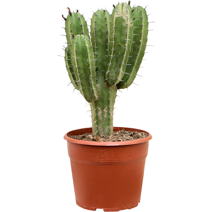 Polaskia chichipe