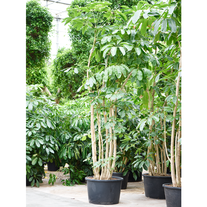Schefflera Amate