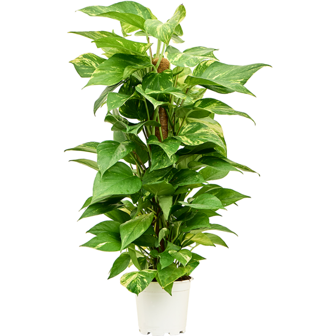 Scindapsus (Epipremnum) 'Aureum'