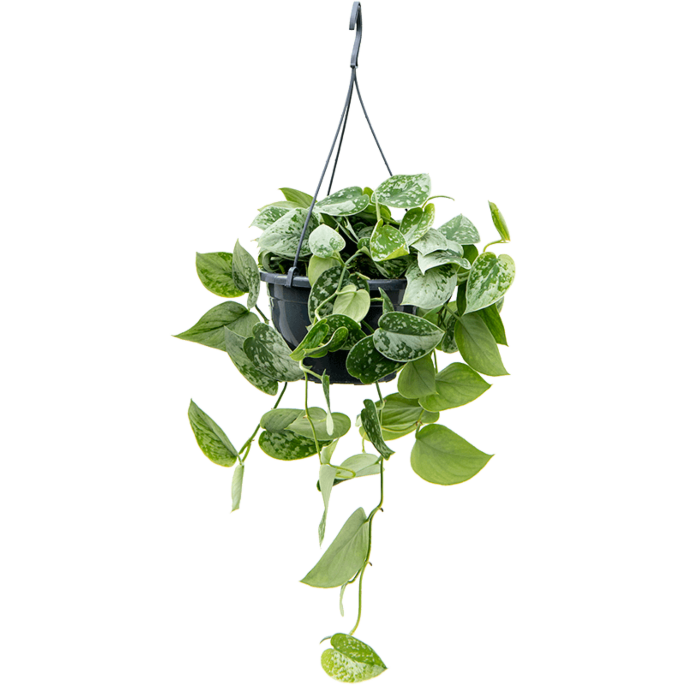 Scindapsus pictus