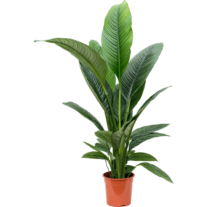 Spathiphyllum sensation. Mooie plant voor kantoor