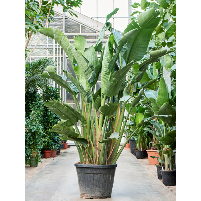 Strelitzia Nicolai
