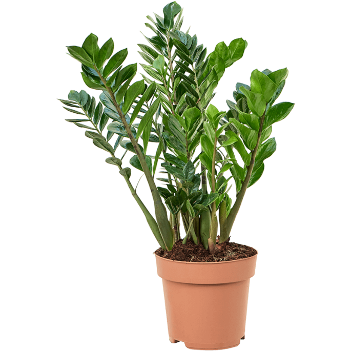grote zamioculcas