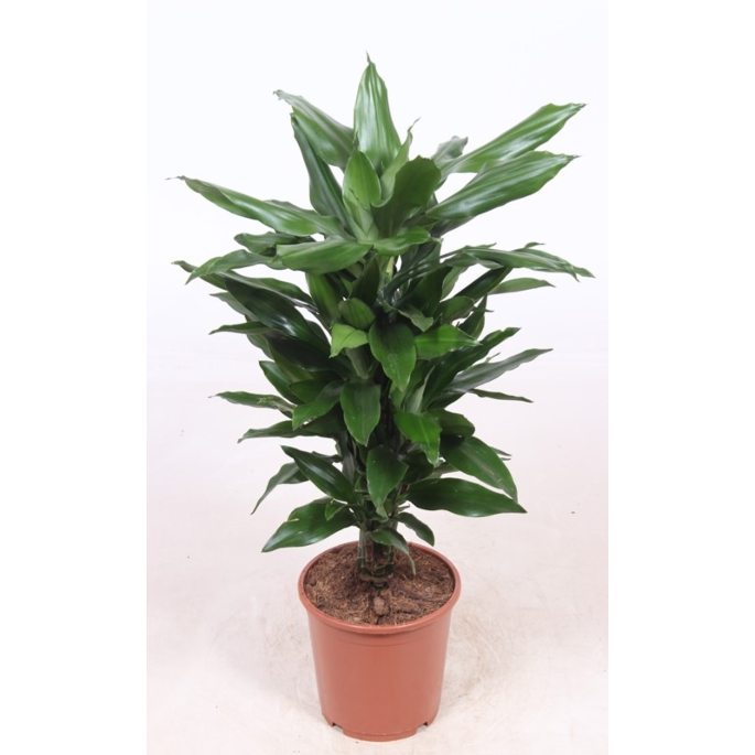 Dracaena Janet Lind