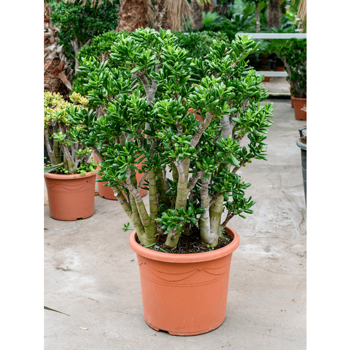 Crassula ovata 'Gollum'